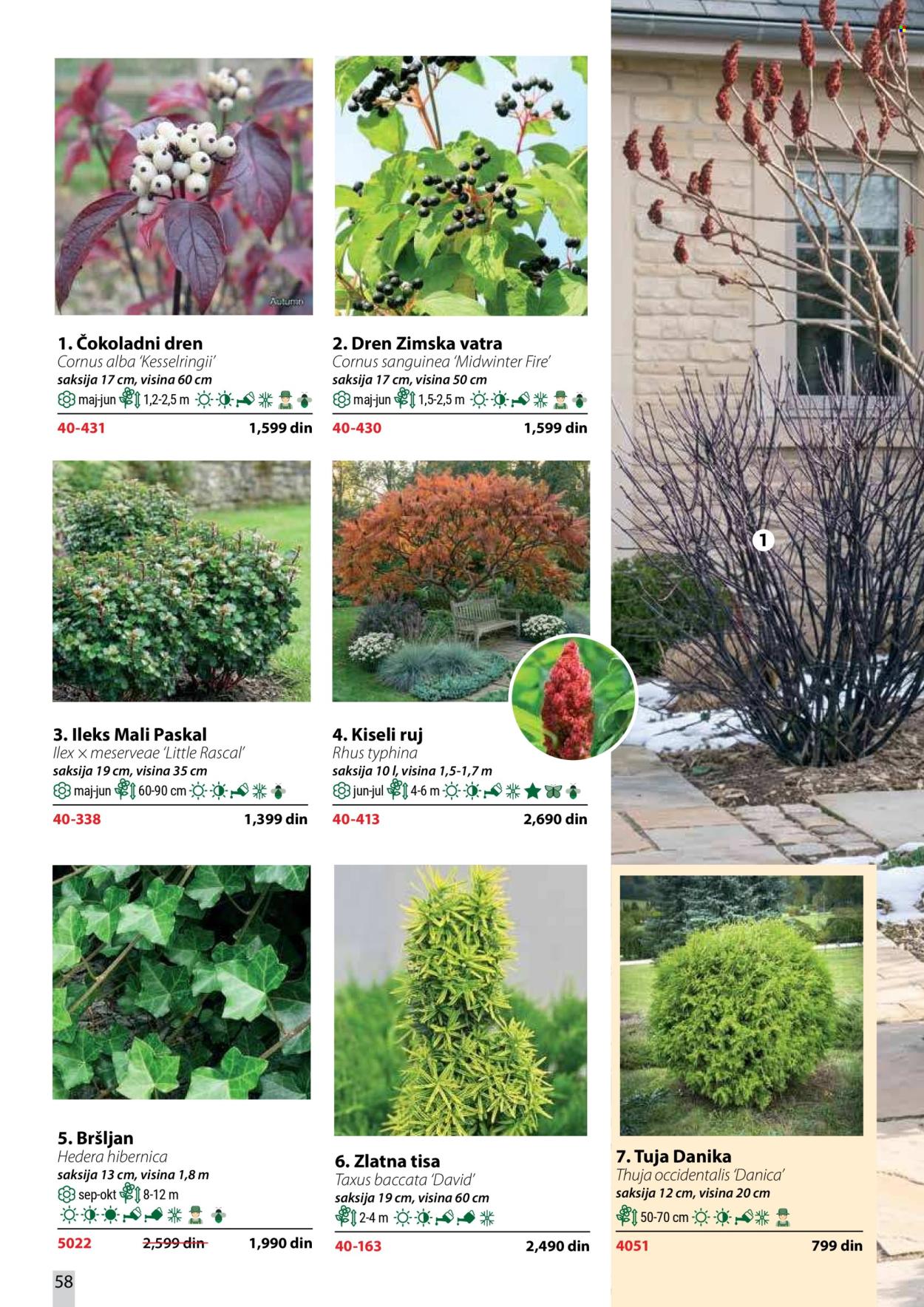Flora Ekspres katalog . Stranica 58