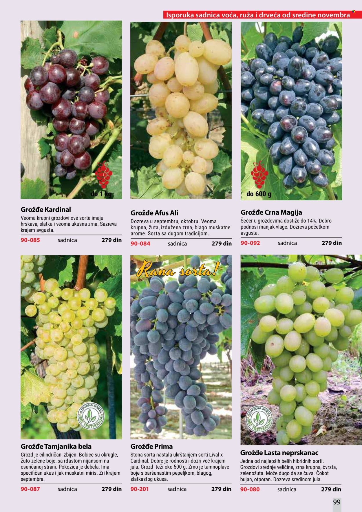 Flora Ekspres katalog . Stranica 99