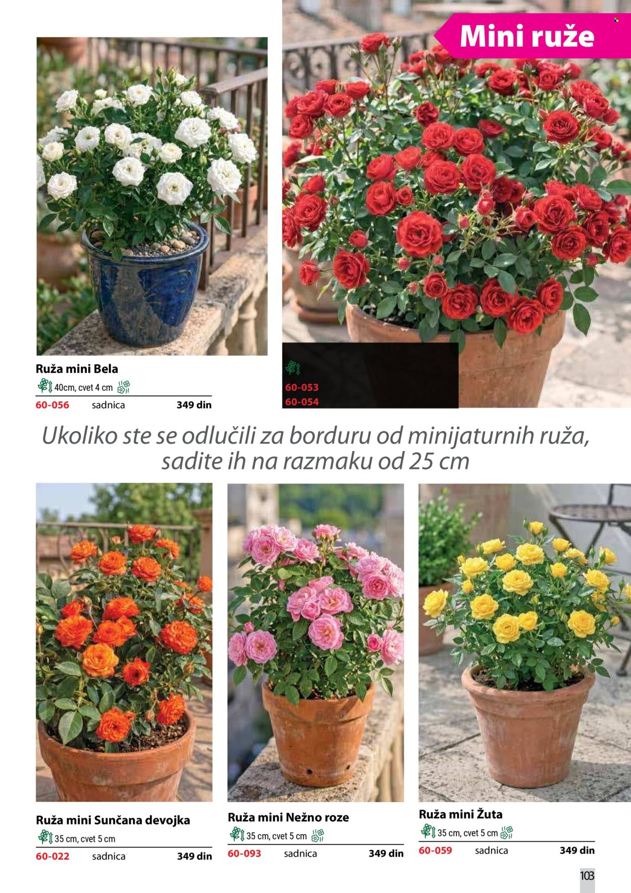 Flora Ekspres katalog . Stranica 103