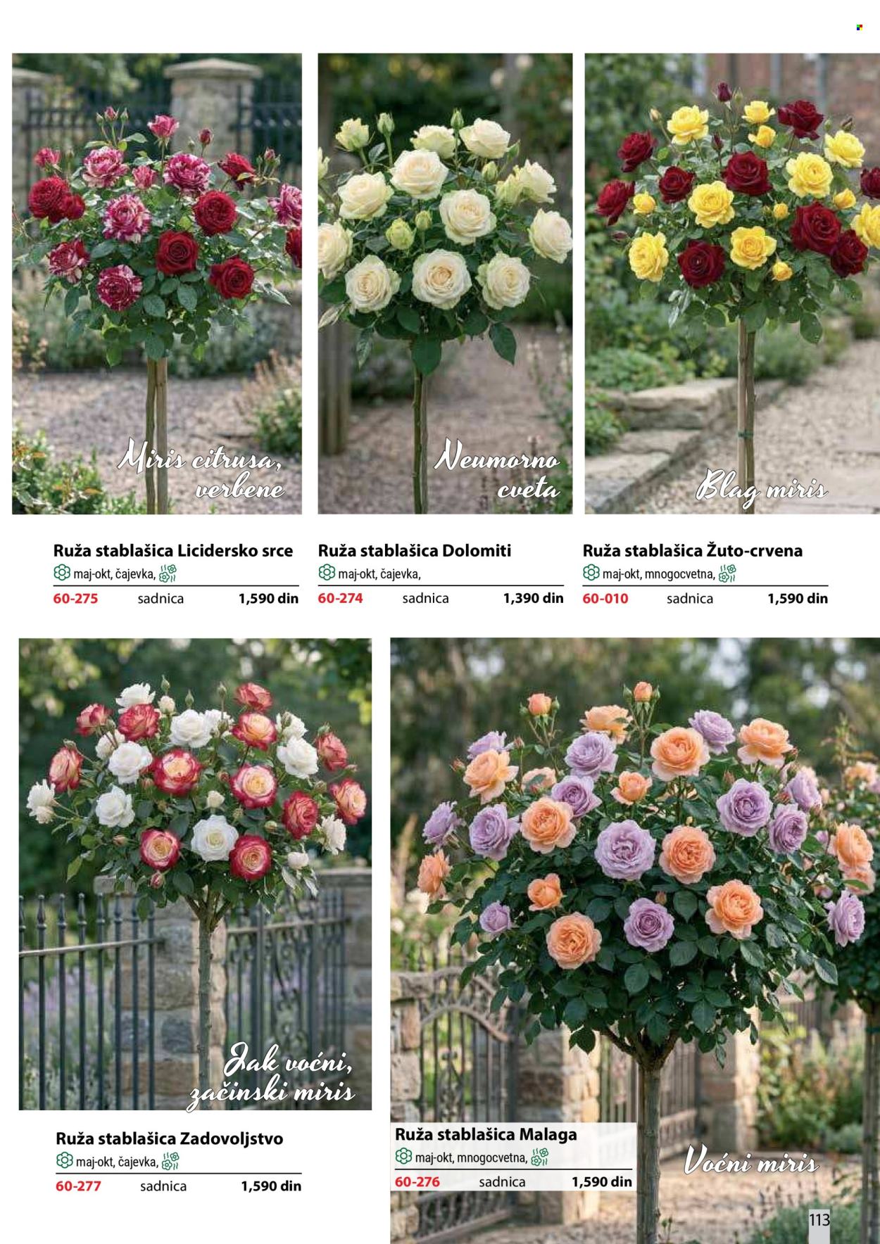 Flora Ekspres katalog . Stranica 113