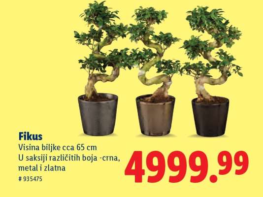 Fikus