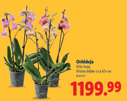 Orhideja