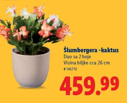 Šlumbergera kaktus