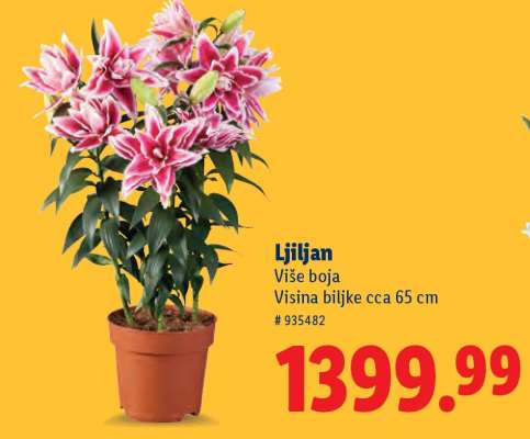 Ljiljan