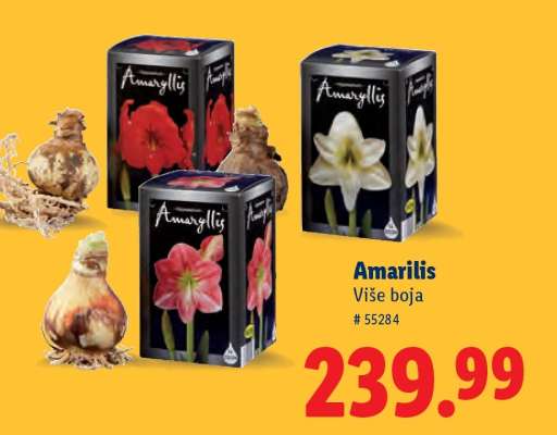 Amarilis
