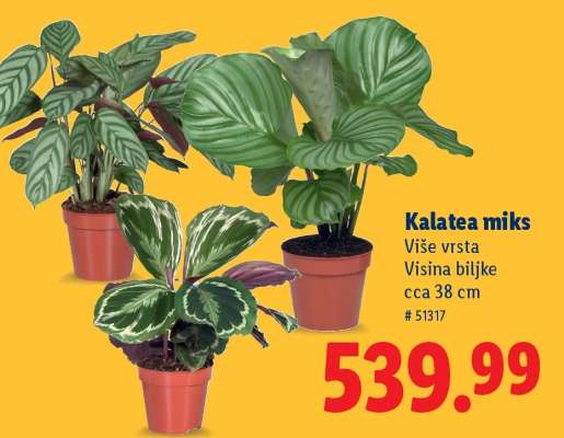 Kalatea miks