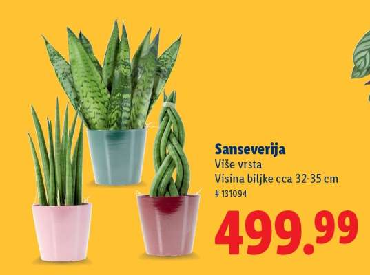 Sanseverija