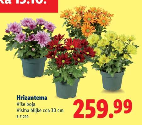Hrizantema
