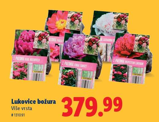 Lukovice božura