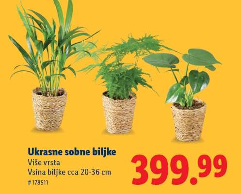 Ukrasne sobne biljke